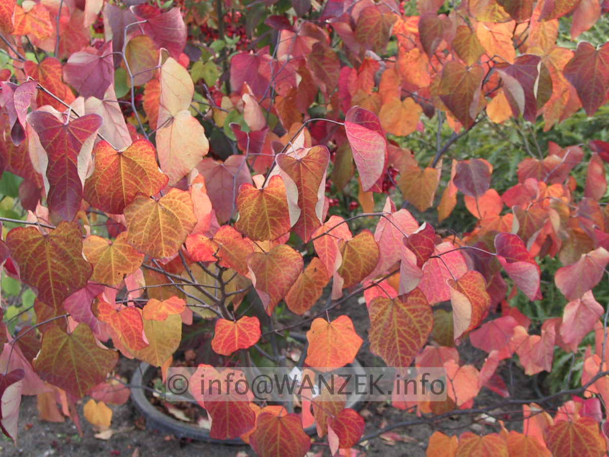 Cercis canadensis Forest Pansy - Herbst 02.JPG